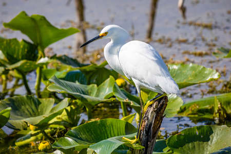 Beautiful snowy egret fishing in the river pond on the branchの写真素材