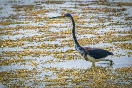 Adult tricolored heron fishing in the pond alone at dayの写真素材