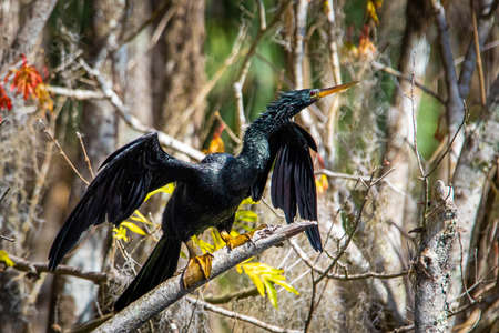 Beautiful male Anhinga snake neck bird at sunny day alone