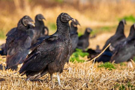 Close up portrait of group of black vultures at sunlight dayの写真素材
