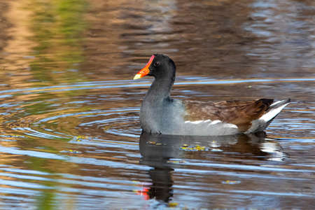Cute Common Gallinule duck swimming in pond portrait close upの写真素材