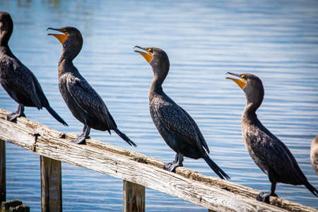 Group of cormorant aquatic birds sitting on bench on the sunの写真素材