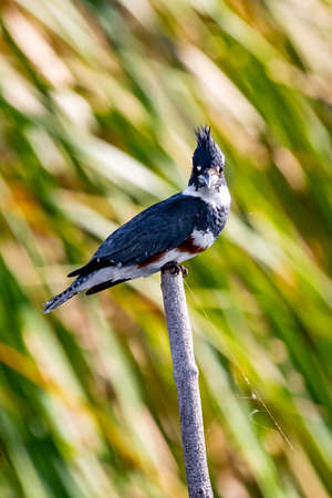 Close up portrait of belted kingsfisher bird at swamp dayの写真素材