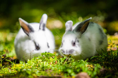 Pair of cute little baby rabbits eating grass on the meadow close up