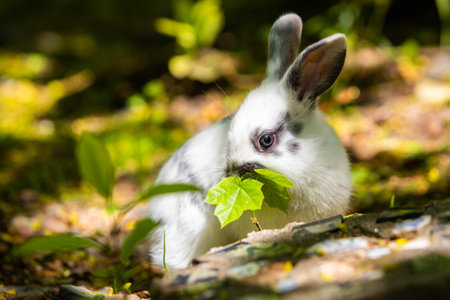 Cute little white bunny rabbit on the grass meadow eating portraitの写真素材