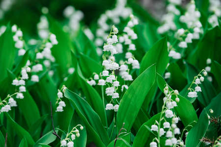 Beautifyl group of Lily of the valley spring wildflowers in the forestの写真素材