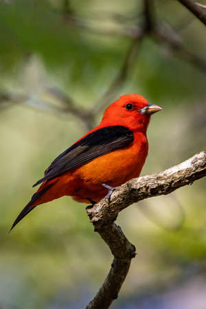 Beautiful Scarlet Tanager sitting on bench at sunsetの写真素材