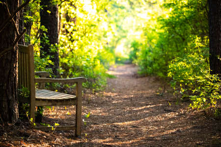 Empty wooden bench at morning sunshine in the forestの写真素材