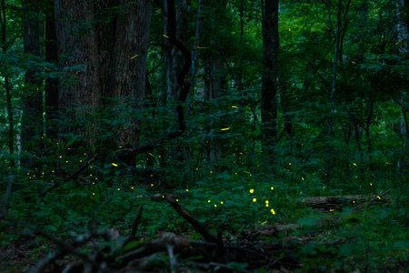 Real fireflies lights in the forest at night magic scenic view nobody