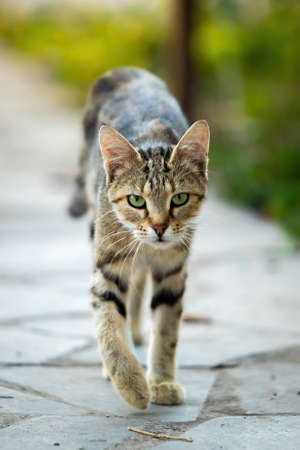 Adorable street cat portrait walking towards camera looking in the eyes