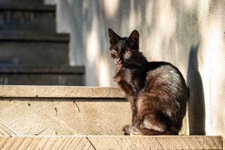 Cute street cat on the street of Georgia at sunrise with warm lightの写真素材
