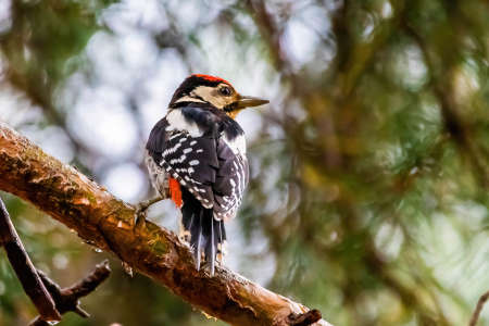 Cute spotted woodpecker on tree in european pines forestの写真素材