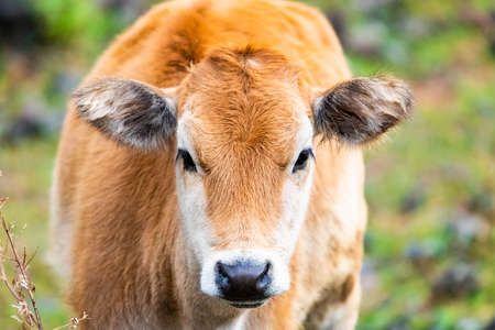 Cute cattle cub portrait close up at day on farmの写真素材