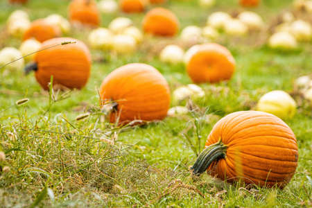 Beautiful fresh pumpkins growing on the field ready for harvest at fall seasonの写真素材