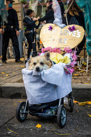 New York, NY - October 31, 2021:Cute dog costume at NYC Village Halloween paradeのeditorial素材