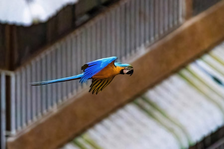 Exotic macaw parrots flying in Caracas Venezuela city center