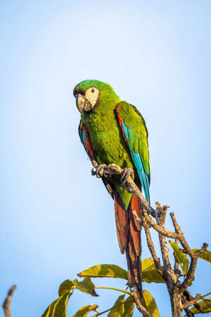 Beautiful close up macaw green parrot on the tree portraitの写真素材