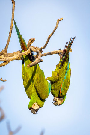 Beautiful close up couple of macaw green parrots on the tree portraitの写真素材