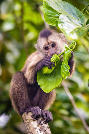 Beautiful portrait of capuchin wild monkey eating fruit on treeの写真素材