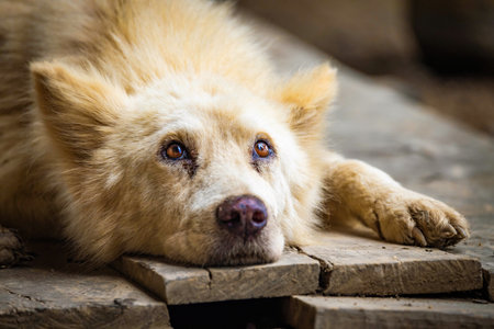 Lonely white dog laying on wooden floor staring up portraitの写真素材