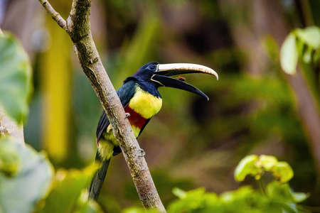 Green aracari eating wild toucan close up portrait in rainforest jungleの写真素材