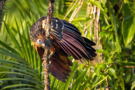 Hoatzin reptile bird close up portrait in rainforest jungle on treeの写真素材