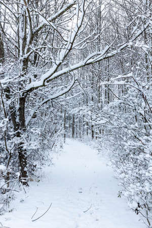 Scenic snow covered outdoor forest view after snowstormの写真素材