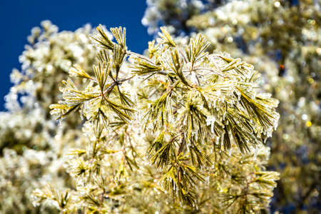 Beautiful silver ice glazed pine tree after snowstorm rain winter dayの写真素材