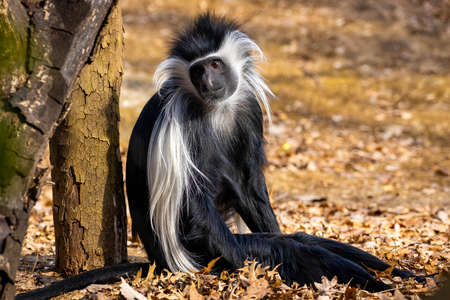 Cute colobus monkey sitting under tree portrait enjoying the sun
