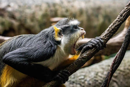 Angry looking Wolf's mona monkeys showing teeth portraitの写真素材