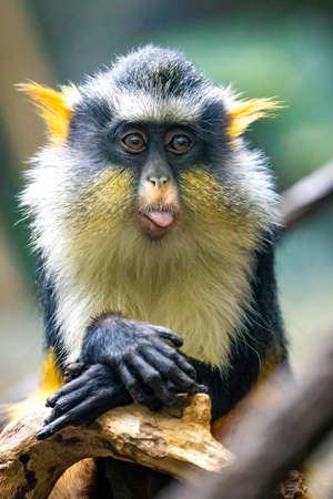 Cute looking Wolf's mona monkey portrait close up