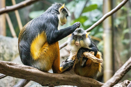 Couple of cute looking Wolf's mona monkeys grooming each other