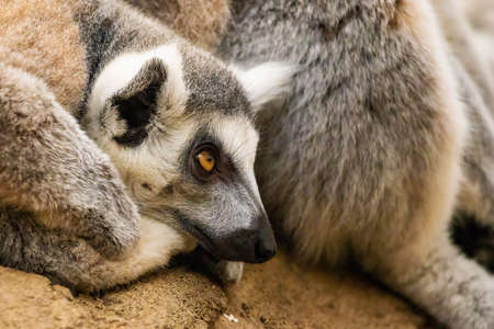 Sleepy Madagascar ring-tailed lemur portrait natural habitatの写真素材