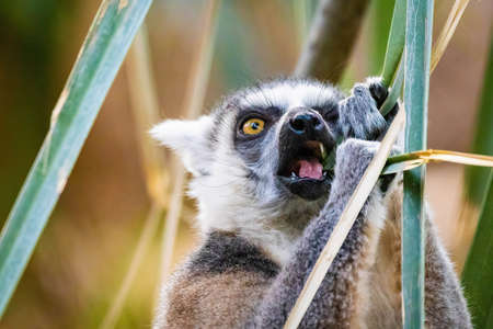 Cute madagascar ring-tailed lemur eating in the forest jungleの写真素材