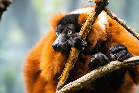 Close up portrait of cute red-ruffed lemur sitting on tree