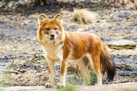 Beautiful dhole wild dog standing portrait on summer dayの写真素材