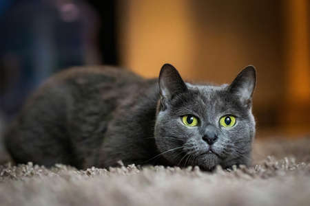Adorable Russian Blue purebreed cat laying on carpet close upの写真素材