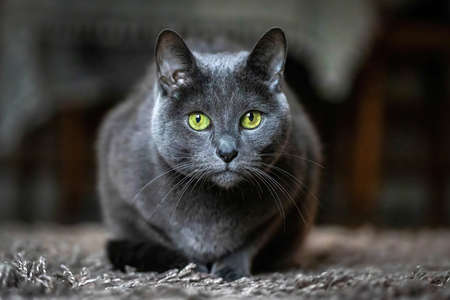 Adorable Russian Blue purebreed cat laying on carpet close upの写真素材