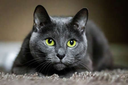 Adorable Russian Blue purebreed cat laying on carpet close upの写真素材