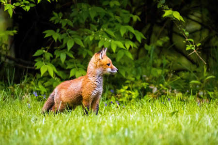Cute brown fox pup close up portrait in the wild forest aloneの写真素材