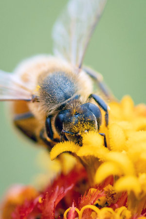 Close up honey bee collecting nectar on orange zinnia flower macro