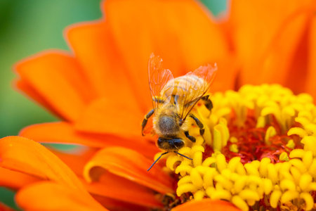 Close up honey bee collecting nectar on orange zinnia flower macroの写真素材