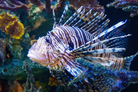Exotic red lionfish close up dangerous predator in fresh water coralsの写真素材