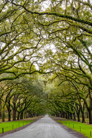 Scenic Oaks covered with spanish moss road valley in Georgiaの写真素材