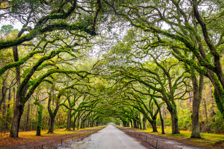 Scenic Oaks covered with spanish moss road valley in Georgiaの写真素材