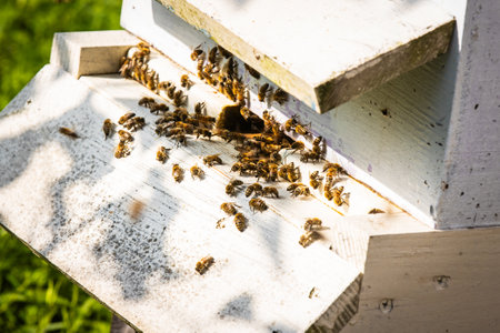 Honeybees close up at beehive entrance working at sunny summer dayの写真素材