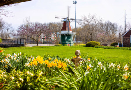 Photo of colorful blooming tulips with a miniature windmill in the background at Windmill Island Gardens in Holland Michigan during spring.の写真素材