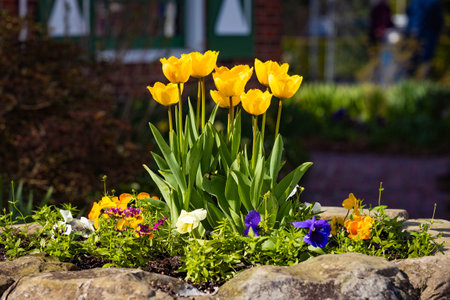 Close-up photo of vibrant yellow tulip flowers blooming under sunlight capturing spring beauty and seasonal freshness.の写真素材
