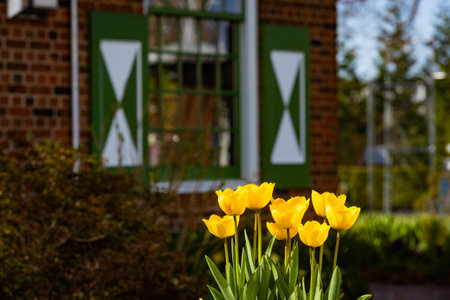 Photo of vibrant tulips blooming in front of Dutch-style house at Windmill Island Gardens in Holland Michigan during spring season.の写真素材