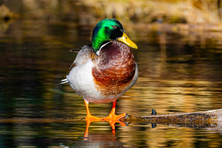 Close-up photo of a male mallard duck with vibrant green head and bright colors taken on a sunny day showing natural beauty and detail.の写真素材